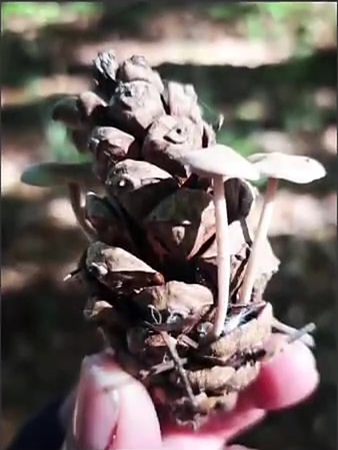 Kleine Pilze auf einem Kiefernzapfen